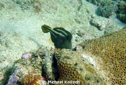 Orange spotted filefish on the Inside Reef at Lauderdale ... by Michael Kovach 